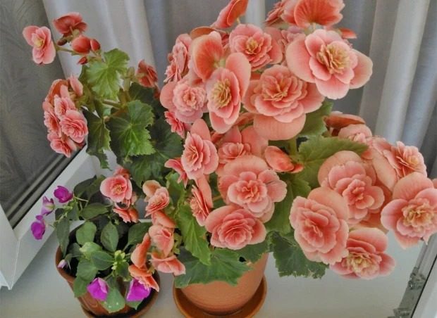 Ніколи не купуйте ці квіти додому ➤ Prozoro.net.ua