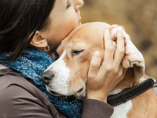Медсестра хосписа описала поведение собак, когда их хозяин умирает ➤ Prozoro.net.ua