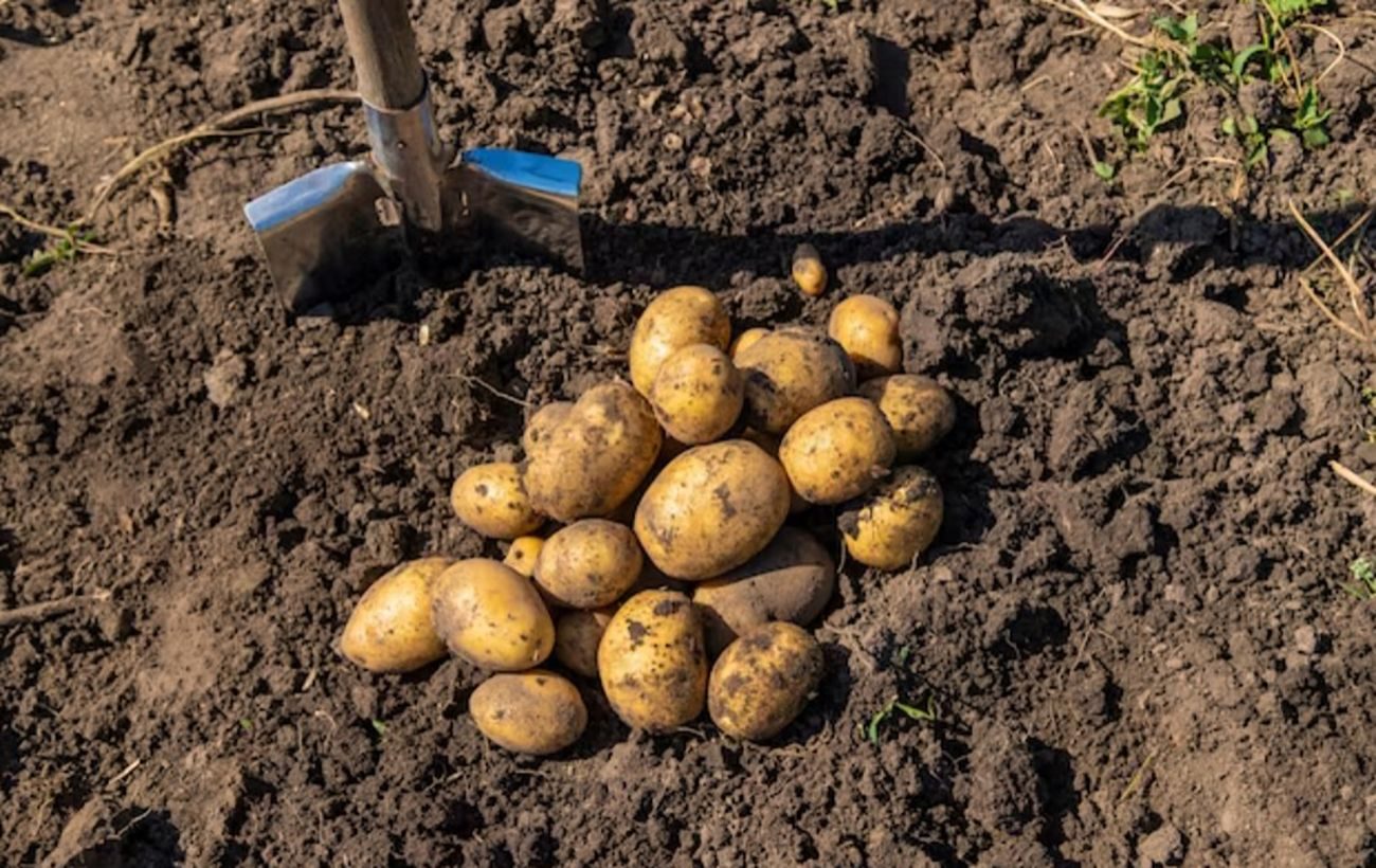 Коли садити картоплю за місячним календарем 2024 року ➤ Prozoro.net.ua