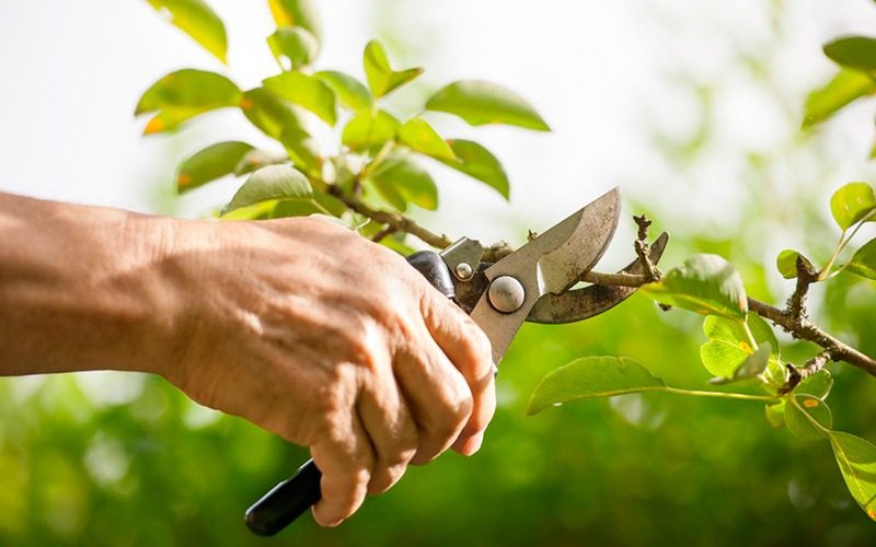 Оставьте их в покое: 4 растения, которые нельзя обрезать весной ➤ Prozoro.net.ua