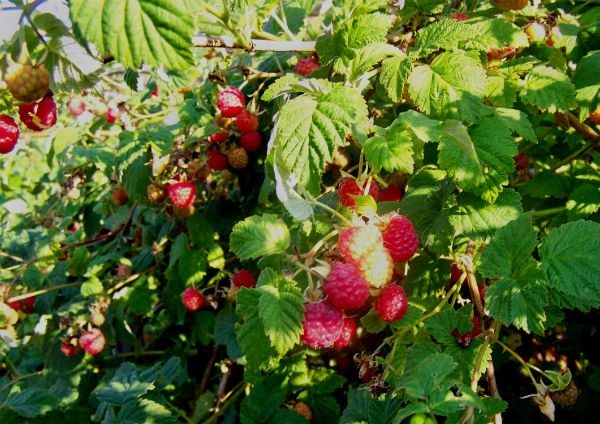 Рассыпьте эти отходы под малиной весной: будет ломиться от ягод ➤ Prozoro.net.ua