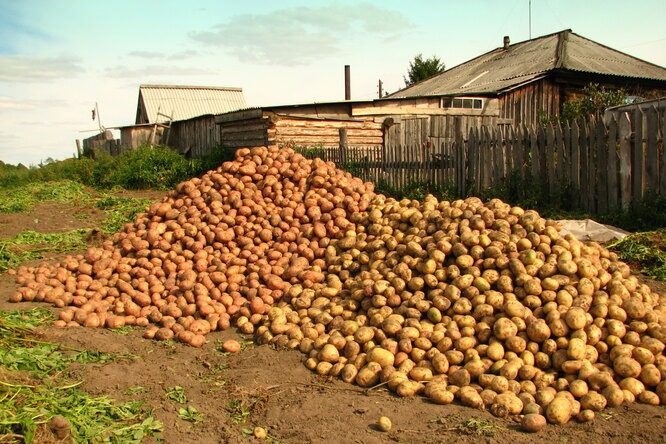 Клади це у кожну лунку, картоплі буде валом ➤ Prozoro.net.ua
