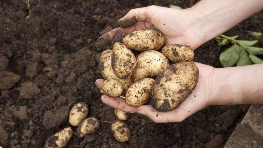 Два ведра с куста: удобрение для картофеля из домашней аптечки