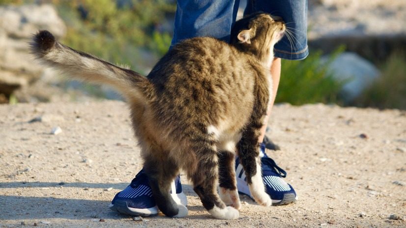 Чому кішка треться об ноги: причина вас здивує
