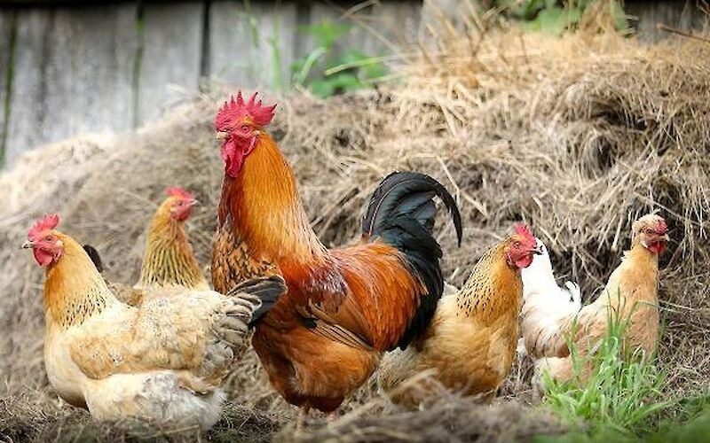 Сколько проживут куры, если их не съесть: будете шокированы