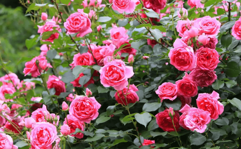 Чим підживити троянди для покращення росту і цвітіння ➤ Prozoro.net.ua