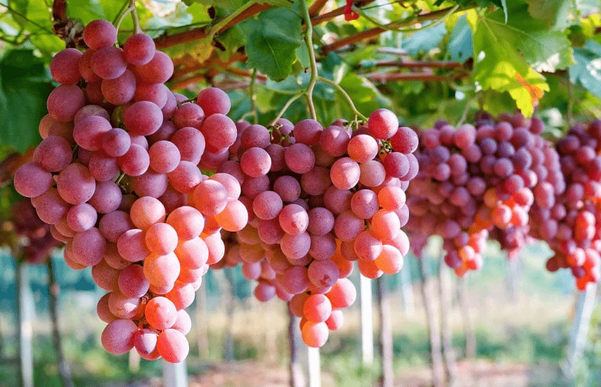 Що не можна саджати біля винограду – правила сусідства рослин у саду ➤ Prozoro.net.ua