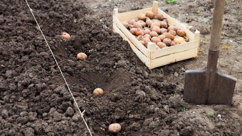Ви загубите весь урожай: коли не можна садити картоплю у квітні