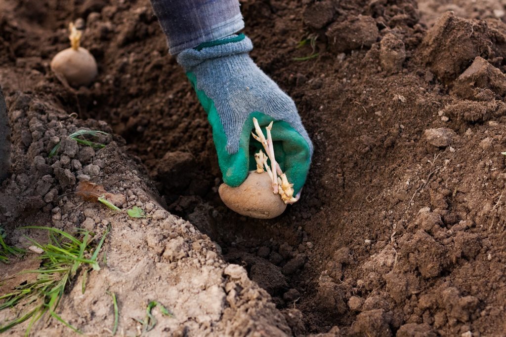 Ви загубите весь урожай: коли не можна садити картоплю у квітні ➤ Prozoro.net.ua