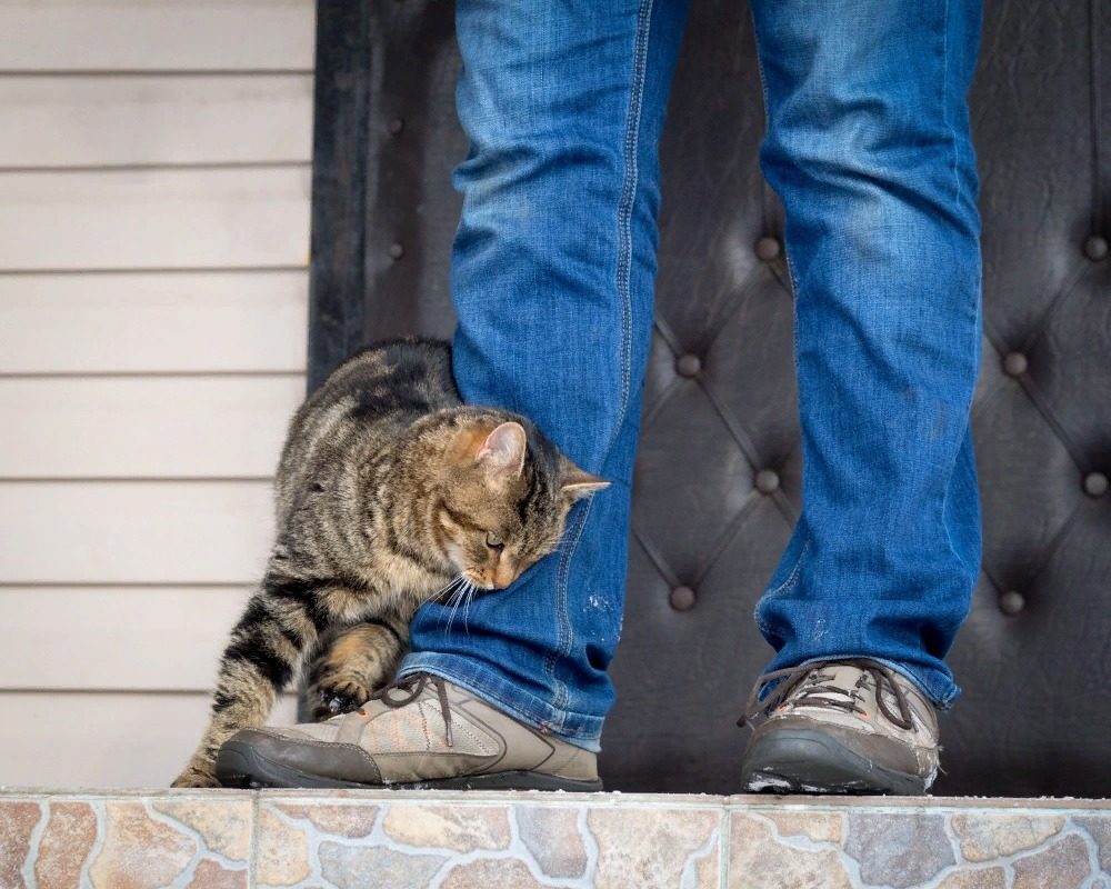 Чому кішка треться об ноги: причина вас здивує