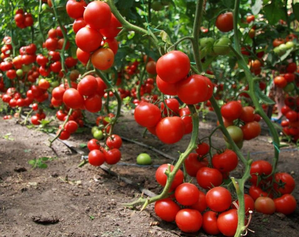 Закопайте это под кустом томатов: урожай порадует ➤ Prozoro.net.ua