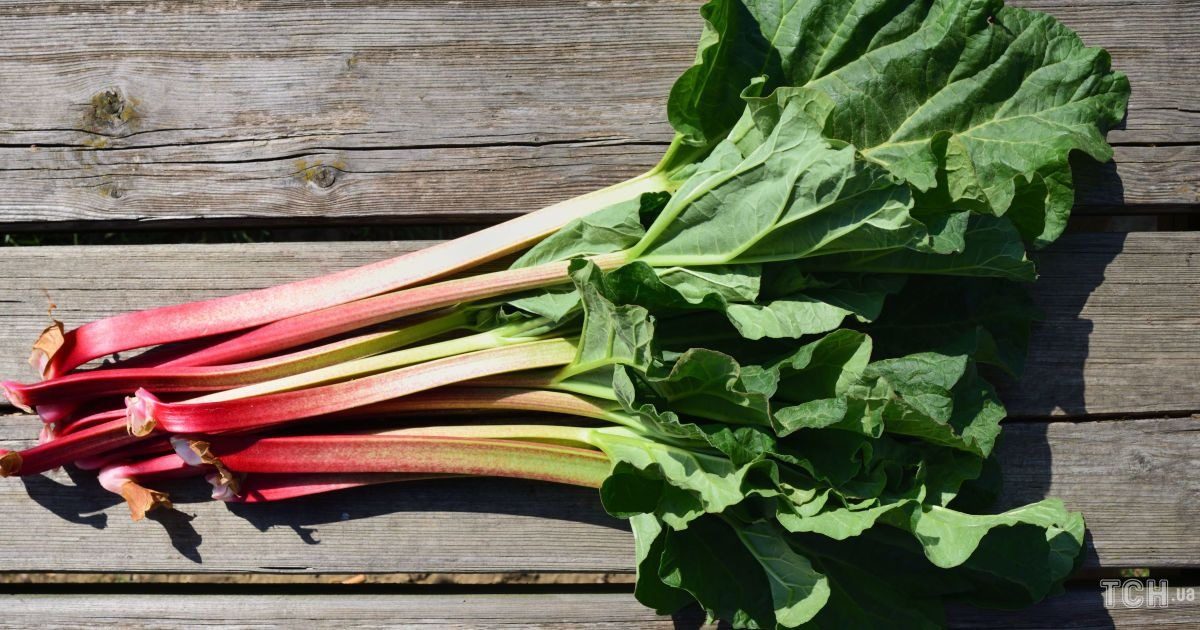 Польза ревеня для здоровья: чем может удивить этот овощ