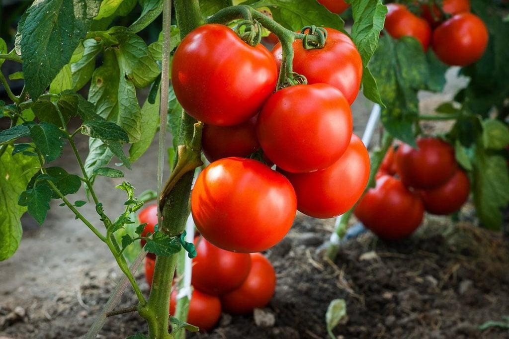 Эти растения нужно сажать возле помидоров: урожаю не будет конца ➤ Prozoro.net.ua