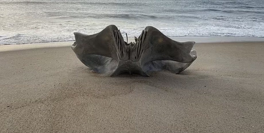 На пляж вынесло череп существа длиной около 18 метров
