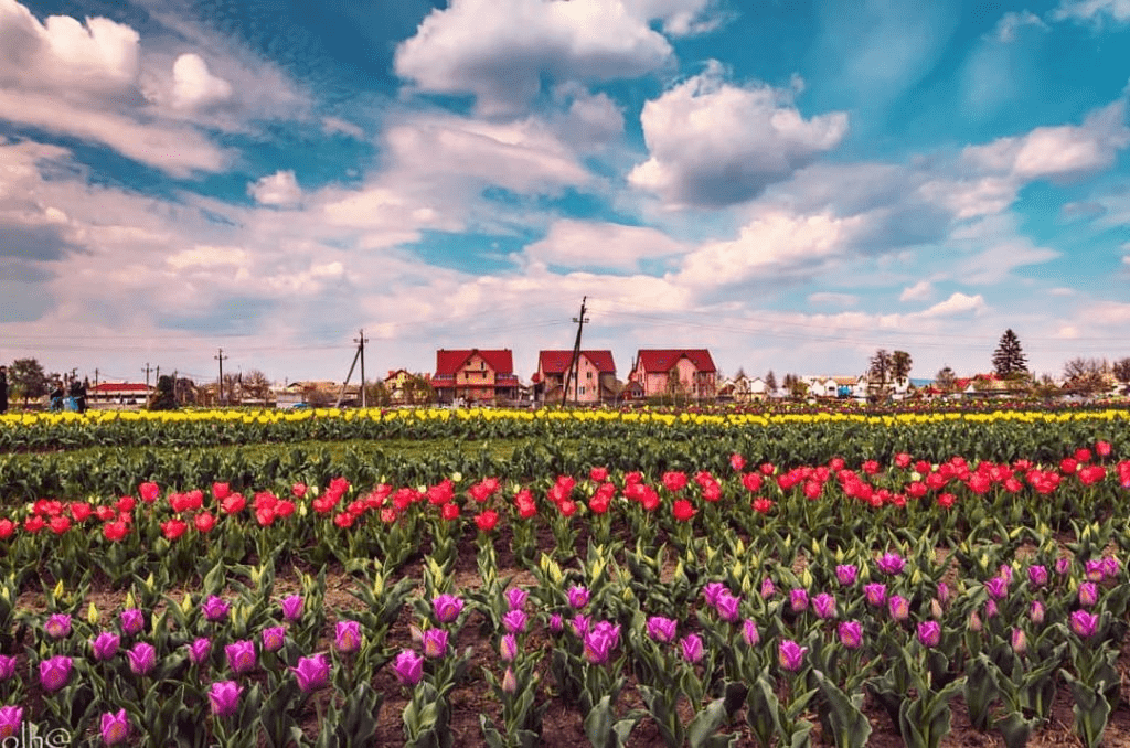 Відчути весну: 4 українські парки, де можна помилуватися цвітінням квітів ➤ Prozoro.net.ua