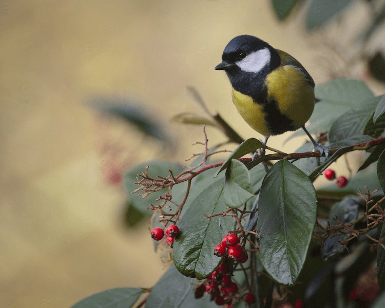Як відлякати птахів від малини та черешні: простий лайфгак ➤ Prozoro.net.ua