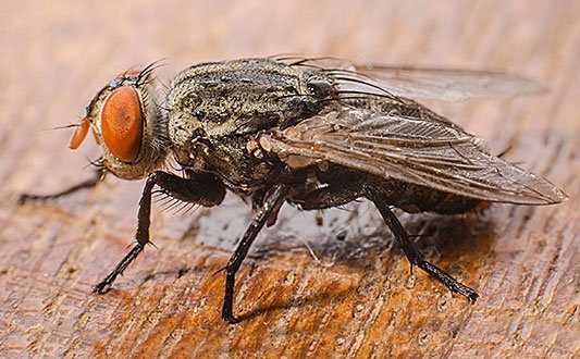 Как избавиться от мух из дома: о таком способе вы не знали