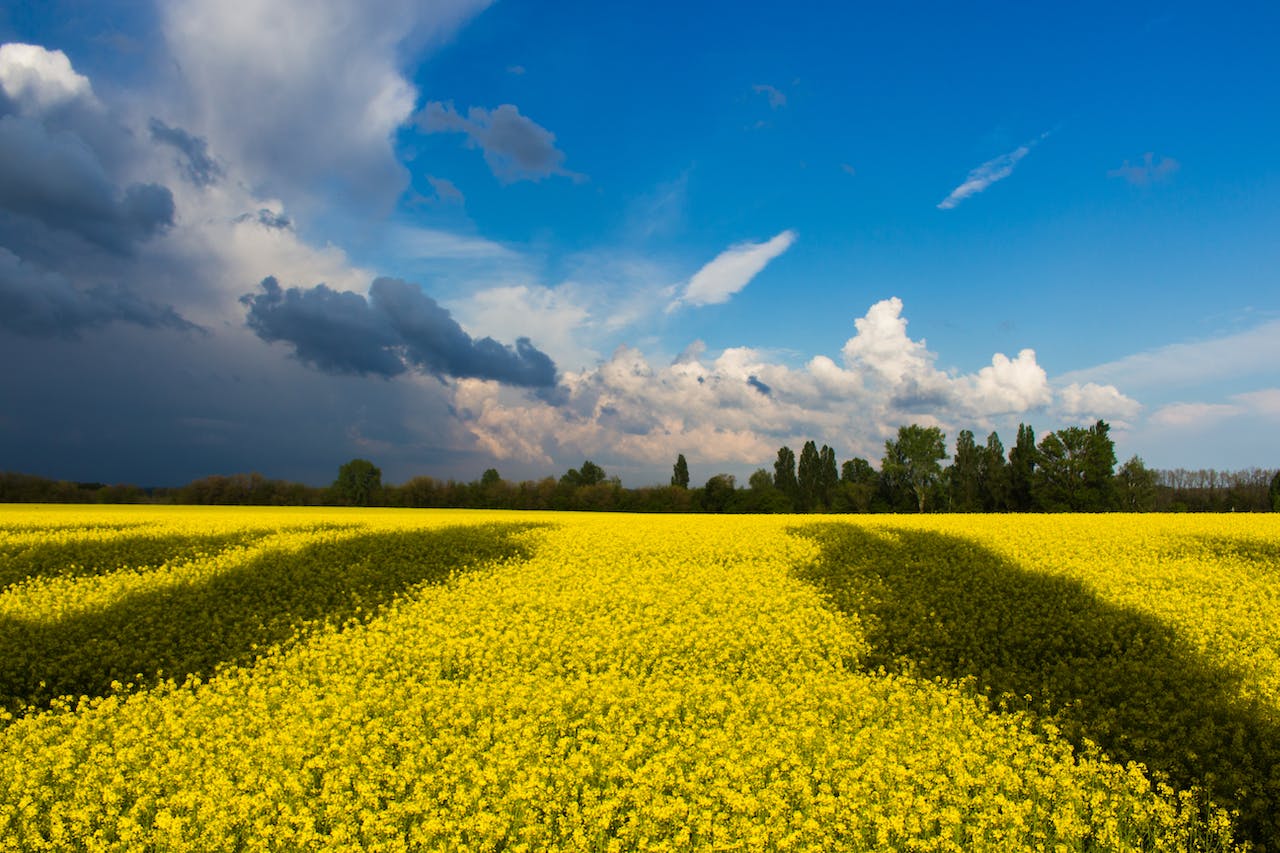 Украинцы должны оформить документы на землю до 2025 года