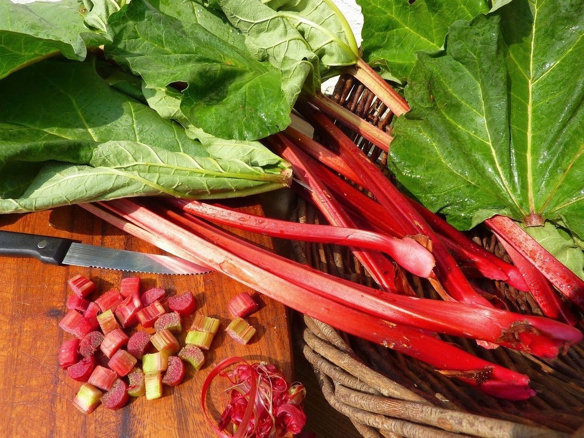 Користь ревеню для здоров’я: чим може здивувати цей овоч