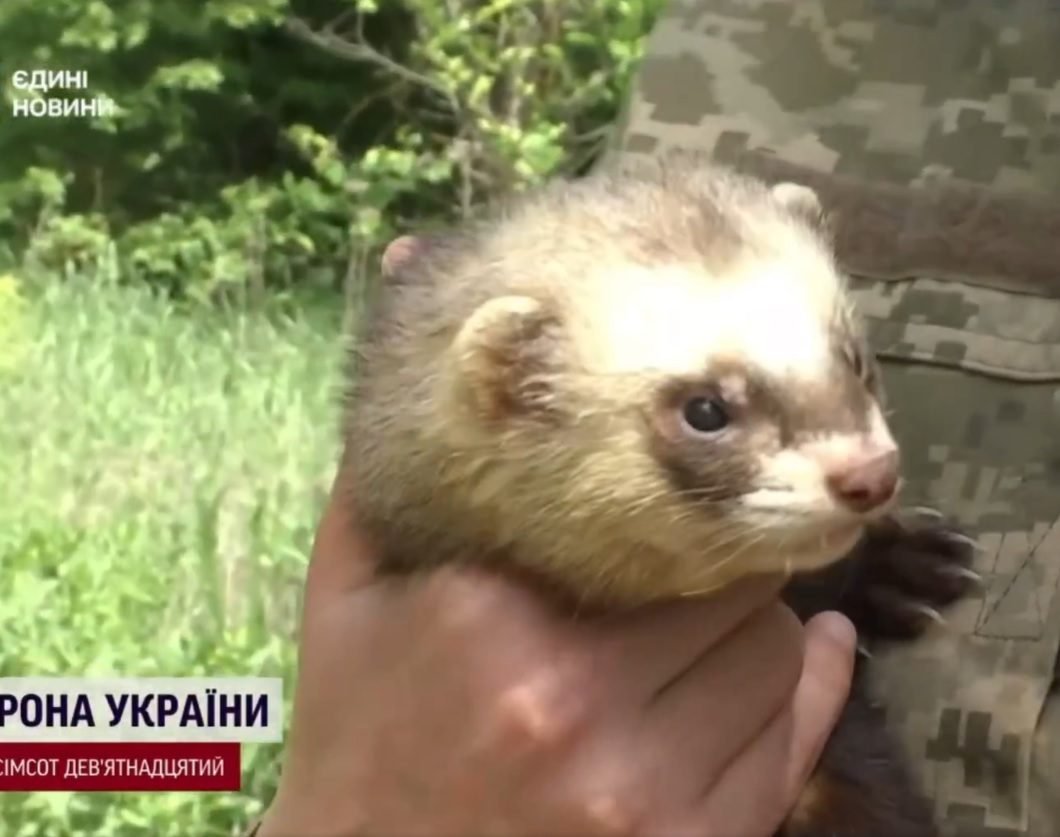 Воїни ЗСУ на фронті отримали “пухнастого добровольця”: відео  ➤ Prozoro.net.ua