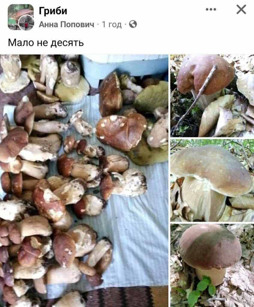 Почти 10 кг: на Закарпатье в лесу нашли внушительный клад