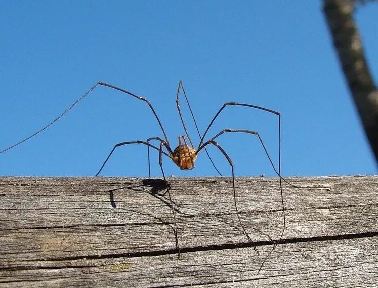 Ось чому не можна вбивати павуків удома ➤ Prozoro.net.ua