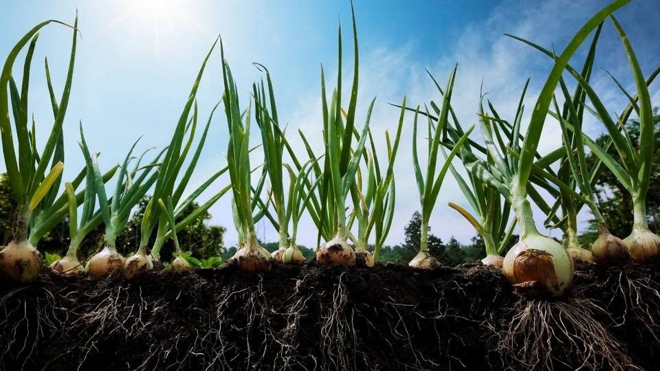 Сыплю эту подкормку под лук в июле: головка будет размером с кулак