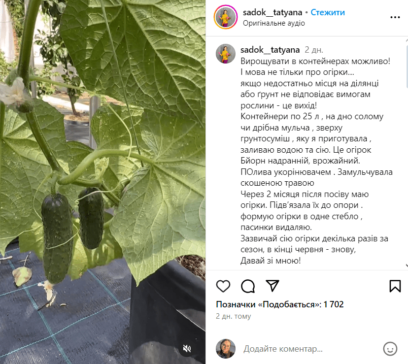 Як виростити огірки в контейнері: незвичайна порада від садівниці 3 Як виростити огірки в контейнері: незвичайна порада від садівниці