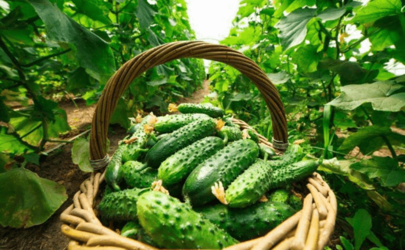 Як правильно поливати огірки: поради для кращого врожаю ➤ Prozoro.net.ua