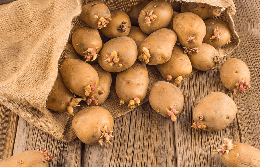 Чи можна вживати стару картоплю, яка проросла: відповідь лікарів ➤ Prozoro.net.ua