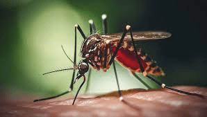 У Європі зросла захворюваність лихоманкою денге: чи є загроза для України