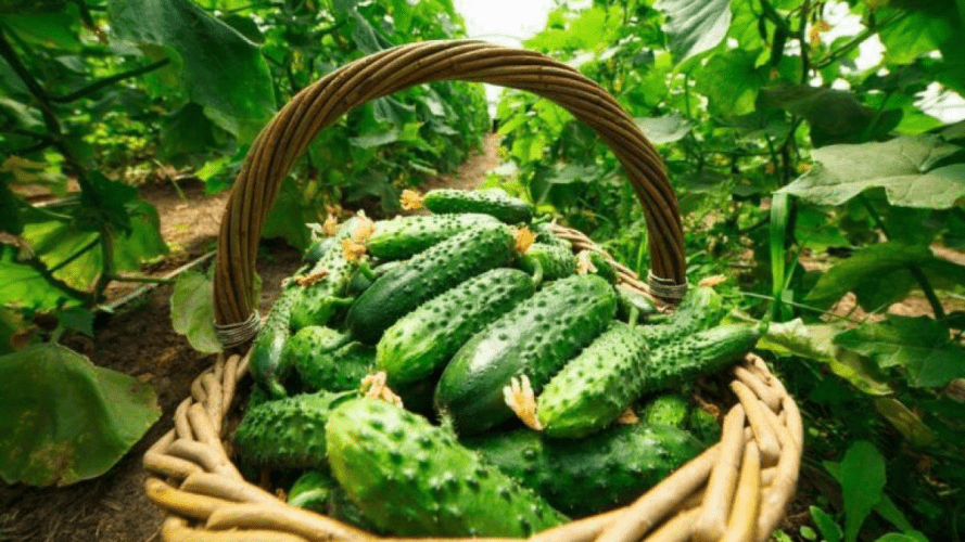 Як виростити огірки в контейнері: незвичайна порада від садівниці