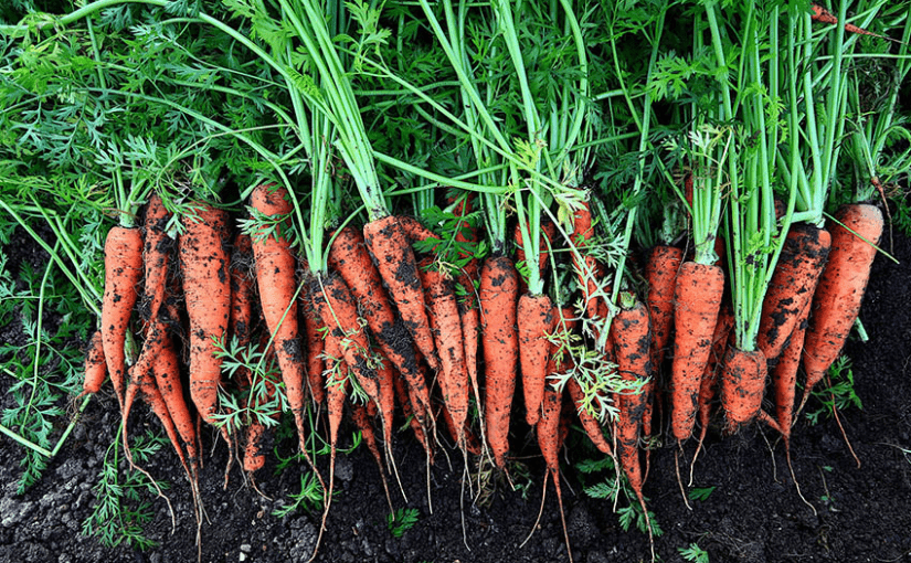 Чим підживити моркву, щоб вона росла рівною та великою ➤ Prozoro.net.ua