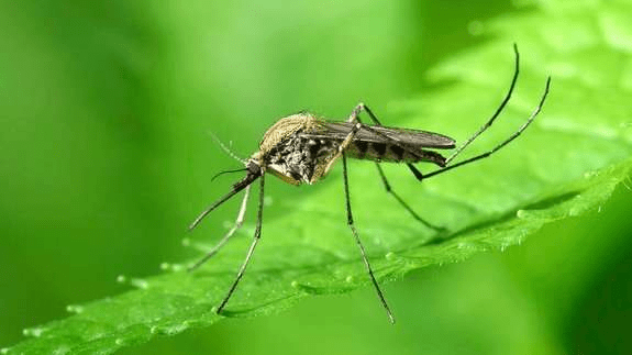 Як приготувати домашній засіб від комарів: блогерка поділилась секретом ➤ Prozoro.net.ua