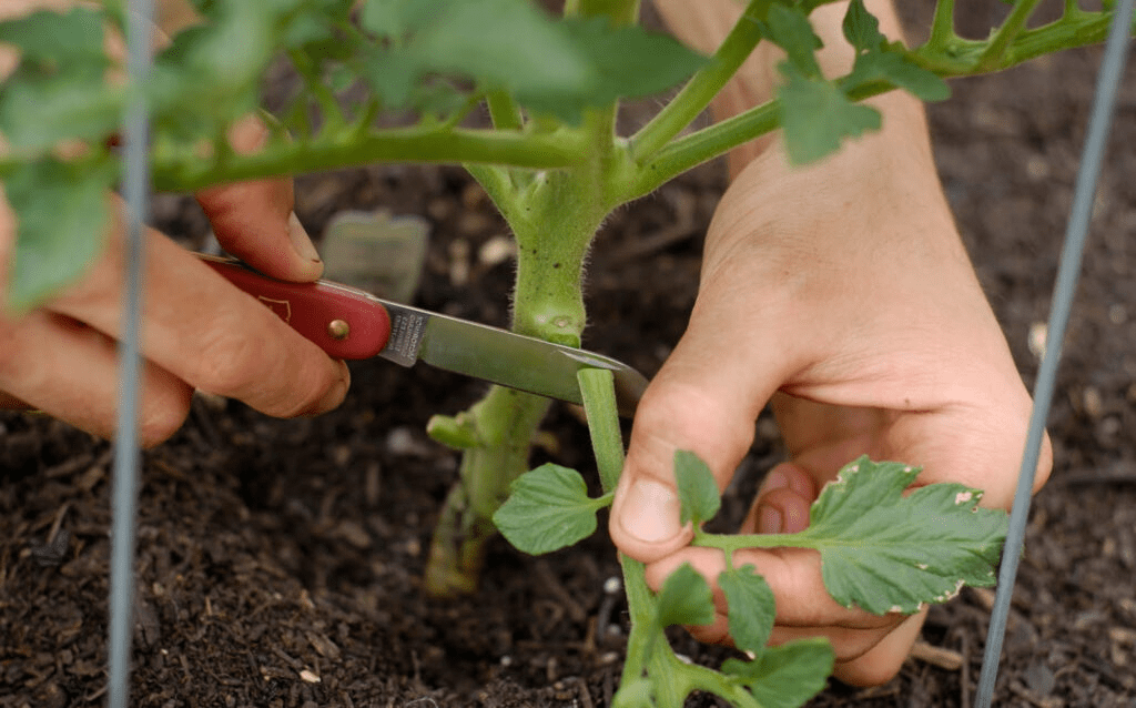Як правильно пасинкувати помідори для гарного врожаю