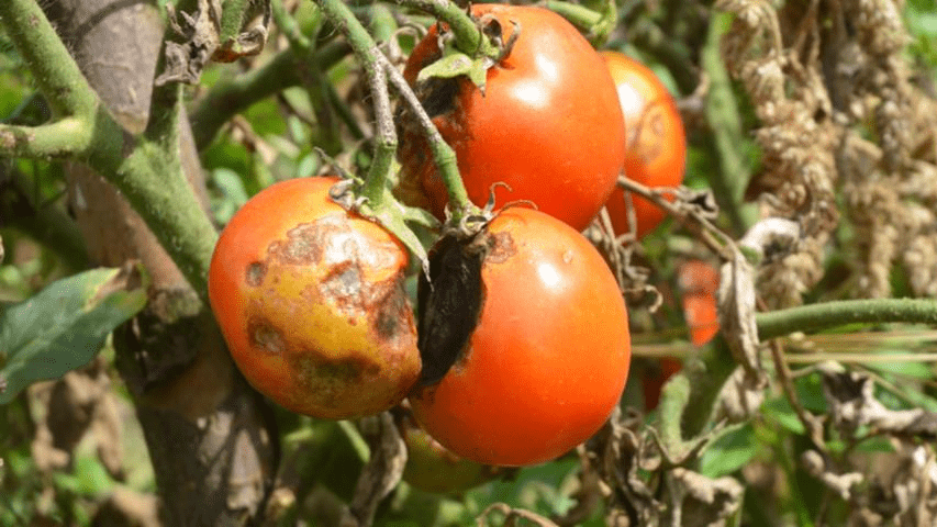 Фітофтора на помідорах: які є народні способи боротьби
