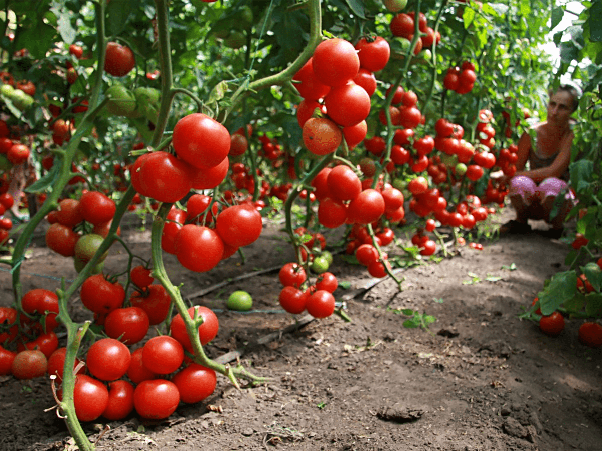 Догляд за томатами в червні у відкритому ґрунті та в теплиці: 9 найважливіших порад для гарного врожаю
