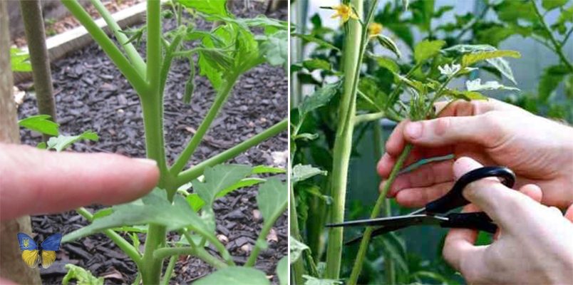 Як правильно пасинкувати помідори для гарного врожаю ➤ Prozoro.net.ua