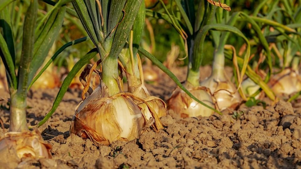 Сыплю эту подкормку под лук в июле: головка будет размером с кулак ➤ Prozoro.net.ua