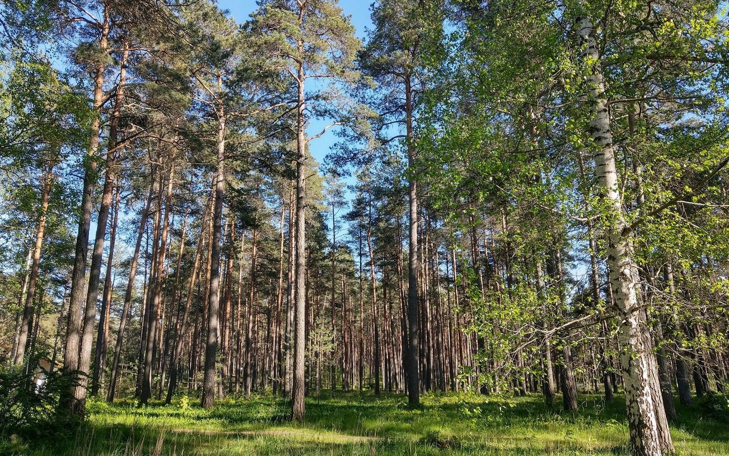Стало відомо, кому хочуть віддати особливо цінні землі України