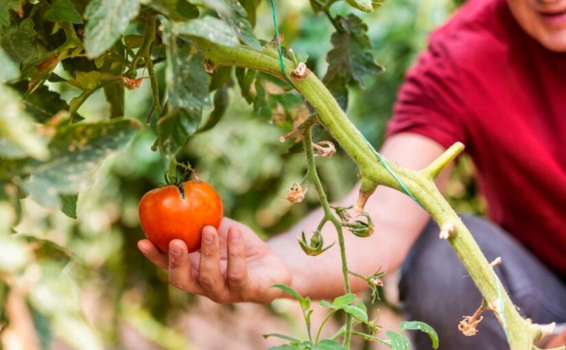 Никогда не удаляйте на томатах эти листья: садовод рассказал ➤ Prozoro.net.ua