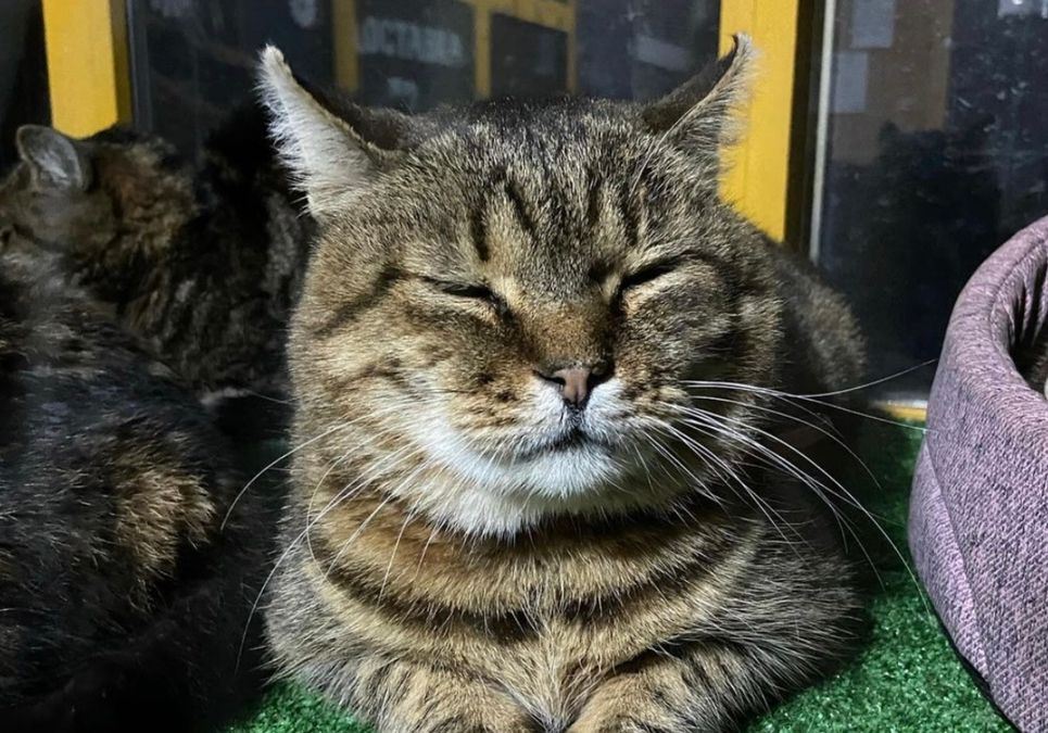 Історія кота, який вижив під час удару по Києву, отримала щасливий кінець