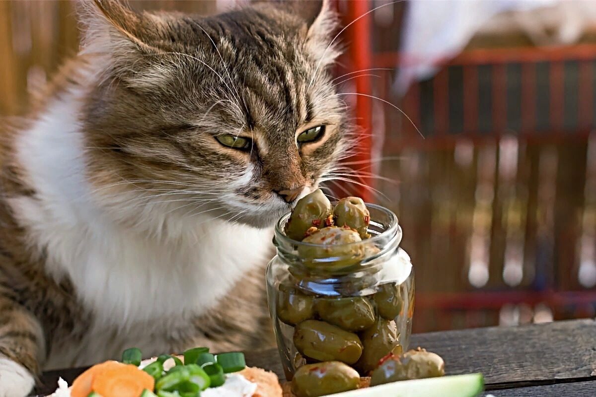 Почему коты сходят с ума от оливок и сколько их можно давать ➤ Prozoro.net.ua