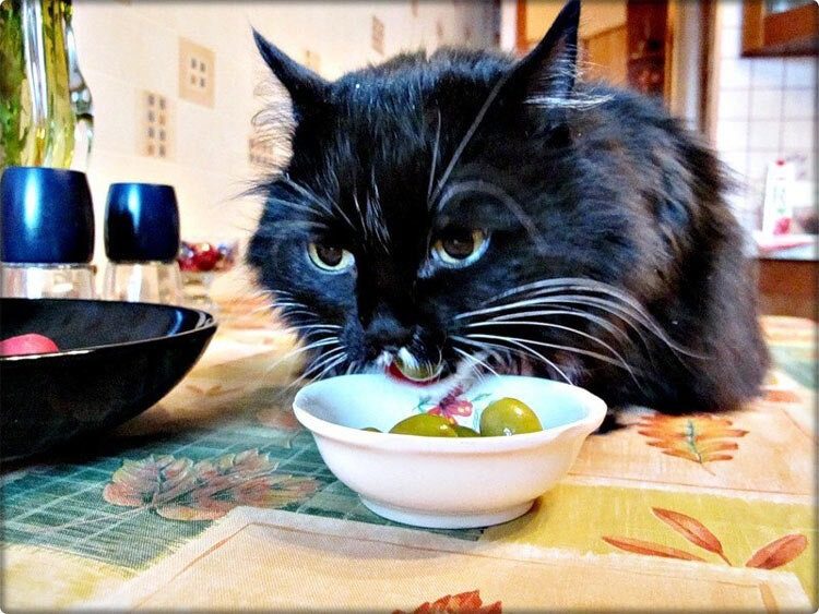 Почему коты сходят с ума от оливок и сколько их можно давать