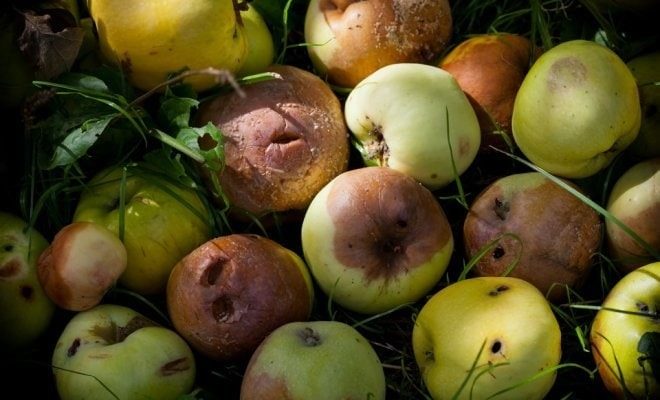 Не выбрасывайте: что делать с опавшими яблоками, которые сгнили ➤ Prozoro.net.ua