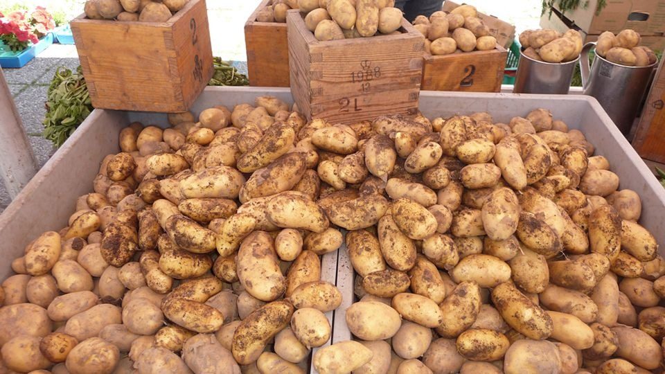 В Україні дорожчає картопля: ціни побили п’ятирічний рекорд