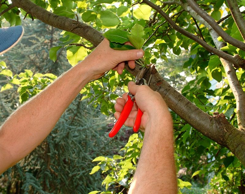 Эти растения нужно обрезать в августе для буйного роста ➤ Prozoro.net.ua