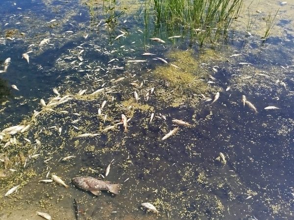 Екологічна катастрофа на Сеймі: забруднена вода наближається до Чернігова