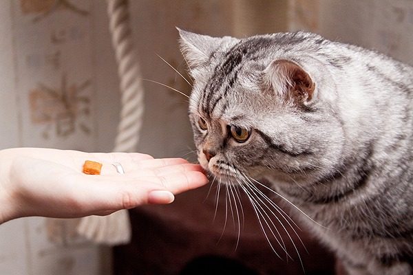 Не раз и не два: сколько раз в день нужно кормить кота