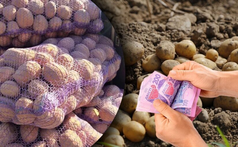 Ціна на картоплю встановлює рекорди: скільки коштує кілограм ➤ Prozoro.net.ua